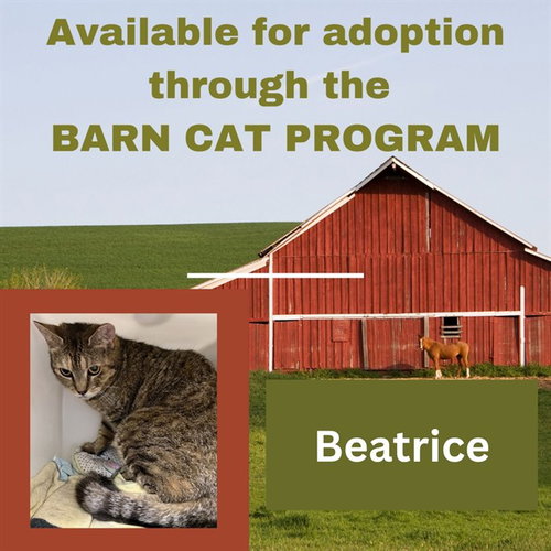 BEATRICE BARN CAT, Young Domestic Short Hair (medium coat), cat for adoption in Leesburg, Virginia