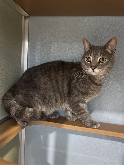 JACK, Senior Domestic Short Hair (medium coat), cat for adoption in Leesburg, Virginia