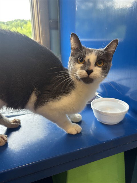 JILL, Young Domestic Short Hair (medium coat), cat for adoption in Leesburg, Virginia