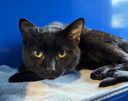 SEBASTIAN, an adoptable Domestic Short Hair in Westminster, MD