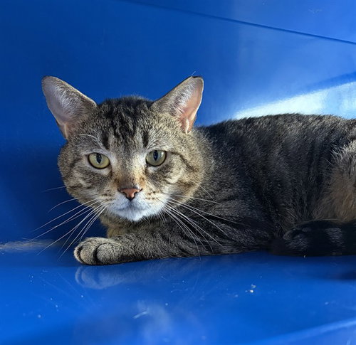 FINCH, an adoptable Domestic Short Hair in Westminster, MD