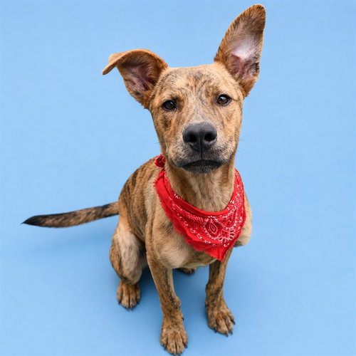 ARCHER, an adoptable Black Mouth Cur in Westminster, MD