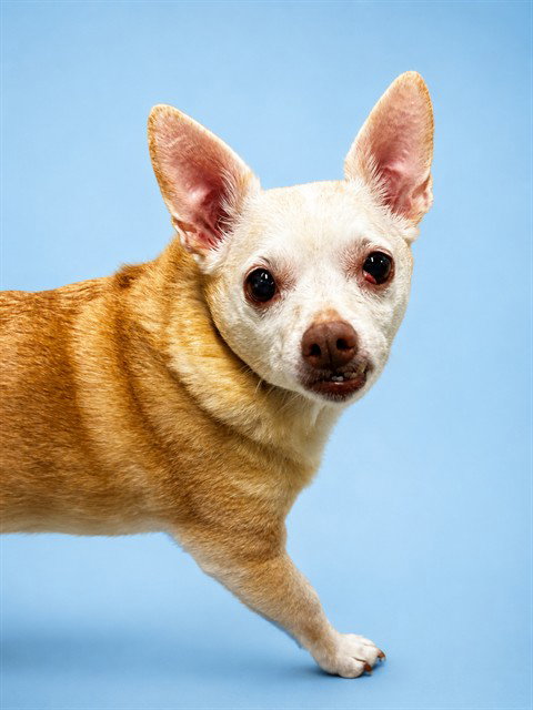 PETIE, an adoptable Chihuahua in Westminster, MD