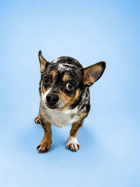 BENJIE, an adoptable Chihuahua in Westminster, MD