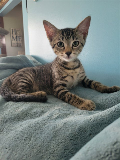 Kai