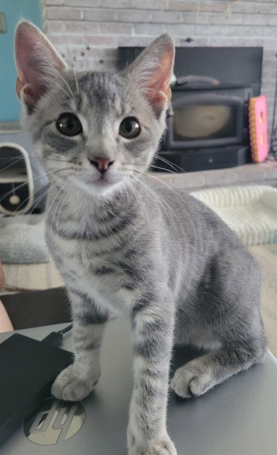 KINGSTON, an adoptable Domestic Short Hair in Westminster, MD