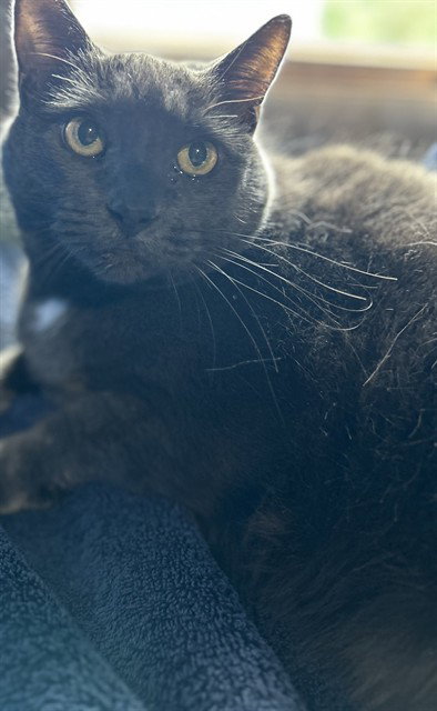 MISS KITTY, an adoptable Domestic Short Hair in Westminster, MD