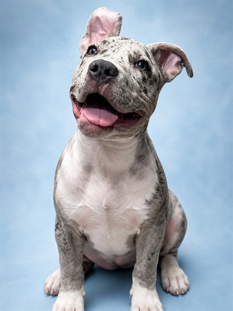 Hank