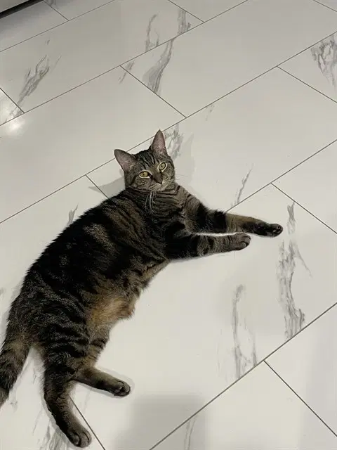 Shirley - Domestic Short Hair