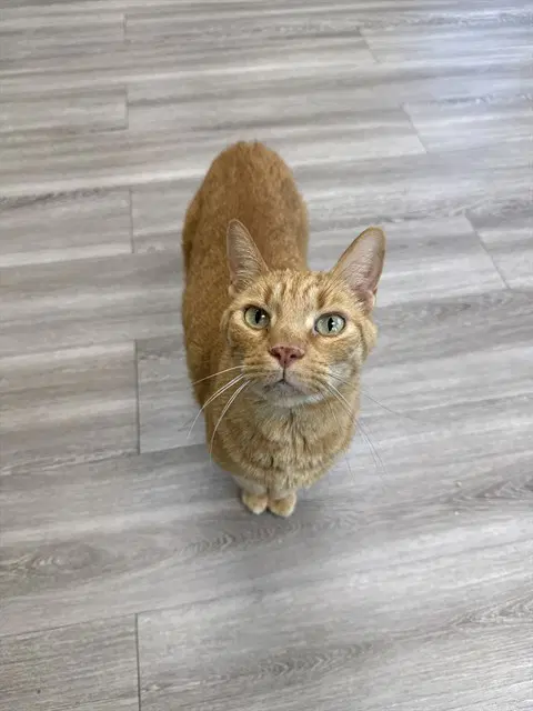 Baxter - Domestic Short Hair