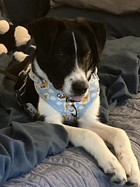 Finn