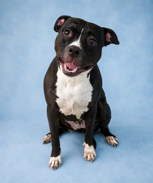 Ruby - Pit Bull Terrier