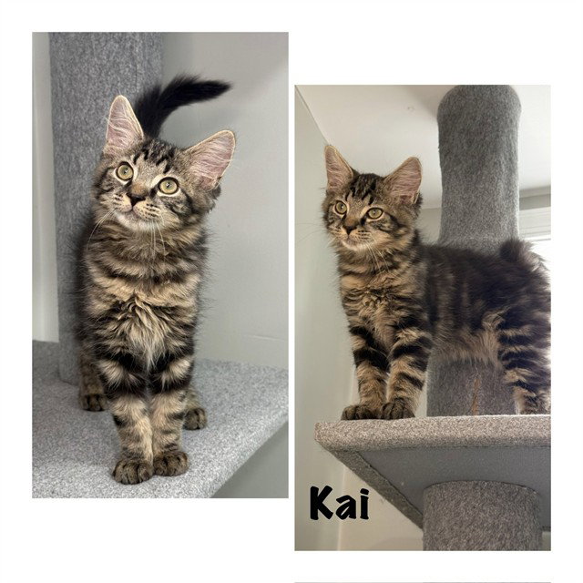 Kai