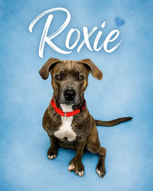 Roxie - Pit Bull Terrier