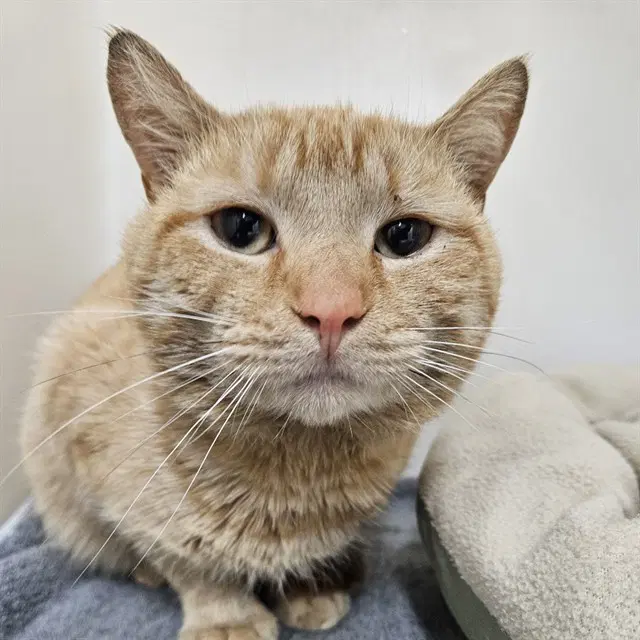Nolan - Domestic Short Hair