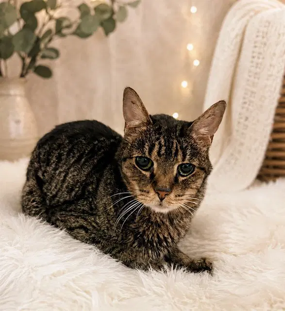 Persi - Domestic Short Hair