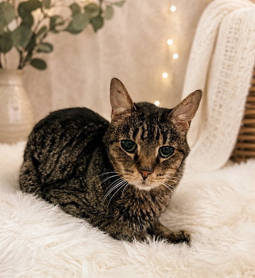 picture of the cat needing adoption