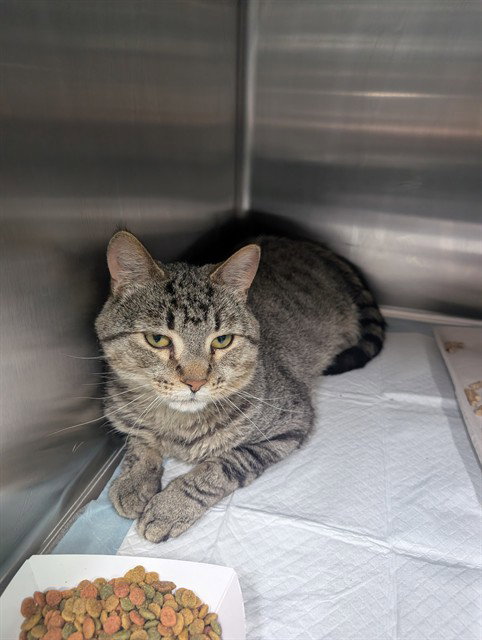 picture of the cat needing adoption