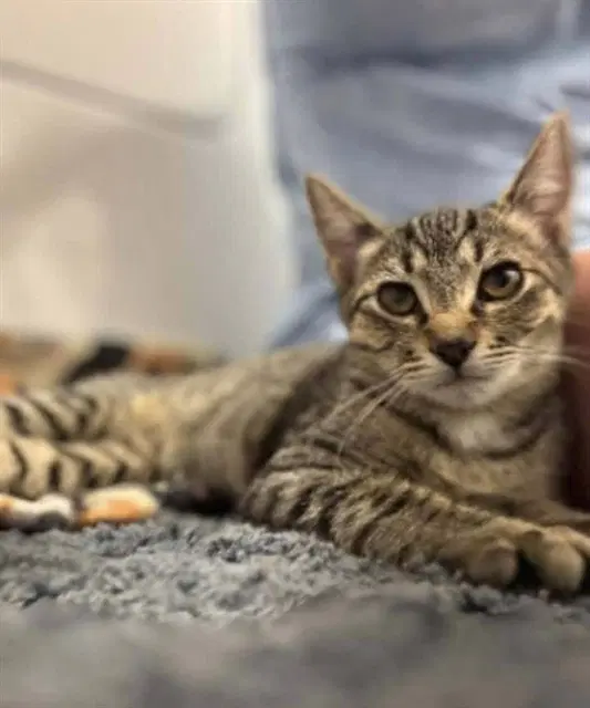 Sheldon - Domestic Short Hair