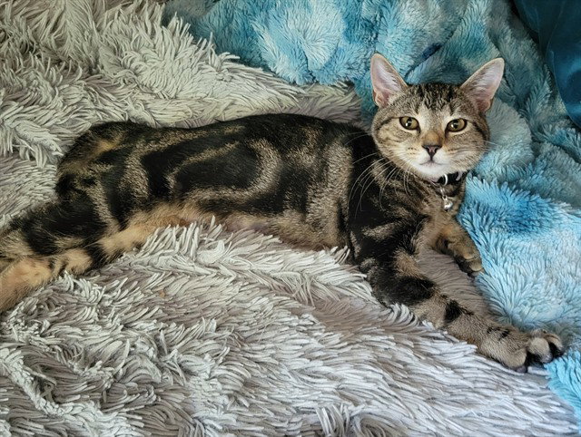 KARLI, cat