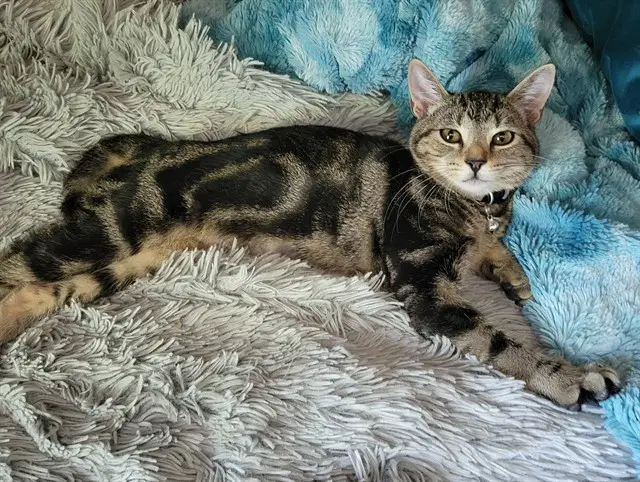 Karli - Domestic Short Hair