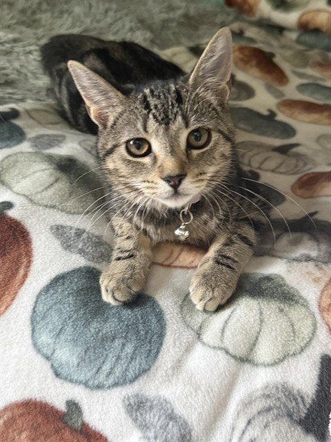 KARLI