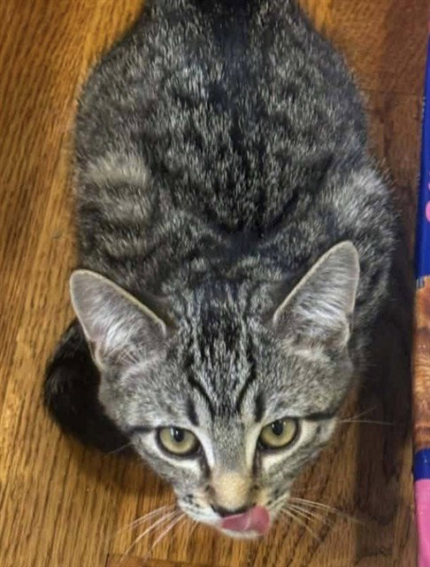 RAJ, cat