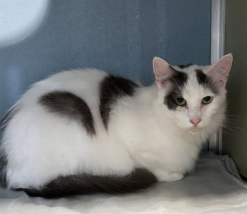 picture of the cat needing adoption