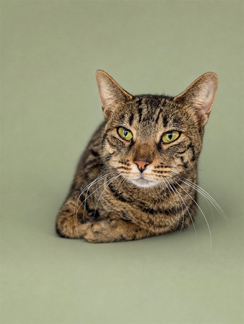 REGINA, cat