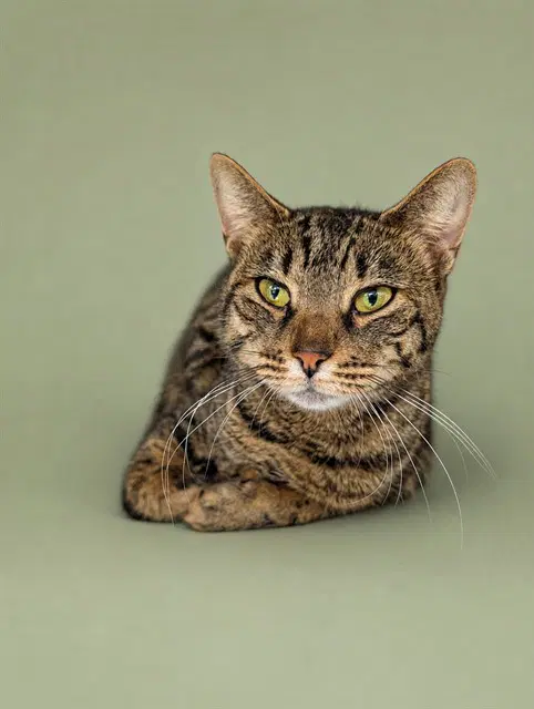 Regina - Domestic Short Hair