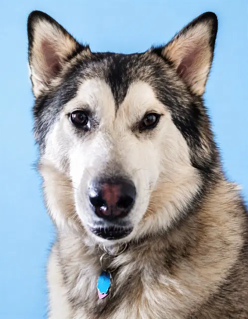 Lilliebelle - Siberian Husky