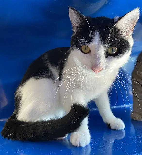 Jesse - Domestic Short Hair