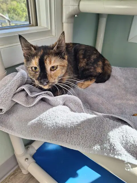 Snickers - Domestic Short Hair