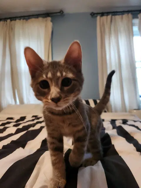 Biscuits - Domestic Short Hair