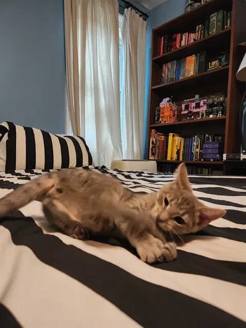 Waffles - Domestic Short Hair