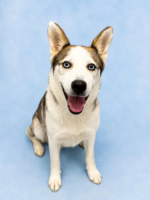 Aspen - Siberian Husky