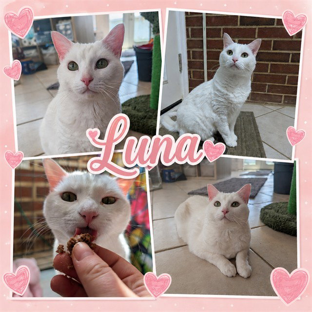 LUNA, cat