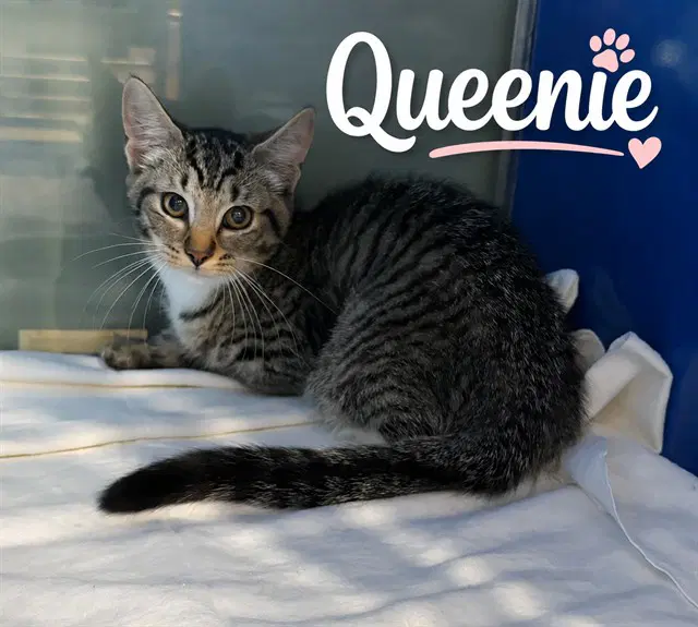 Queenie - Domestic Short Hair