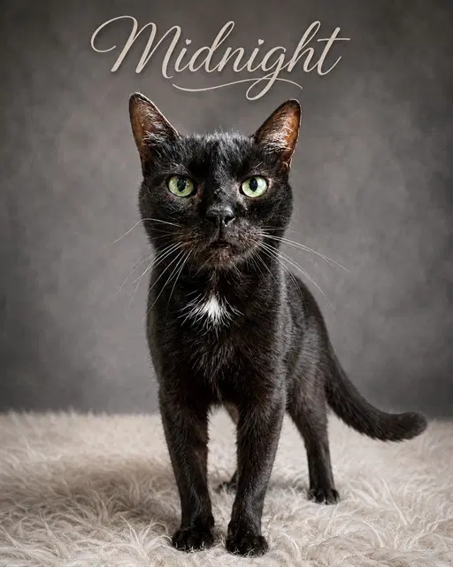 Midnight - Domestic Short Hair
