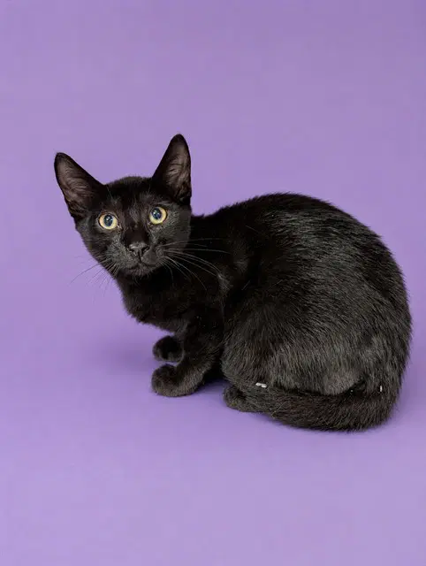 Eric - Domestic Short Hair