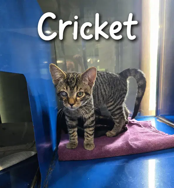 Cricket - Domestic Short Hair
