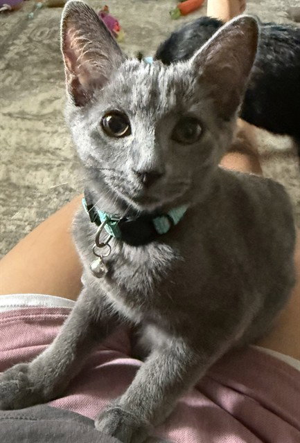 LOU, cat