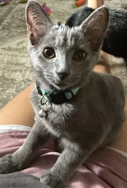 Lou - Domestic Short Hair