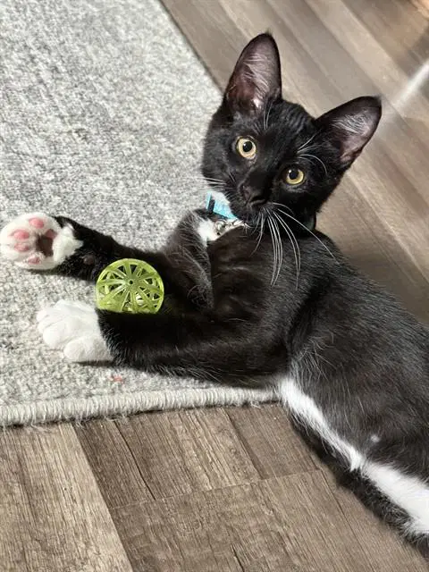 Leo - Domestic Short Hair