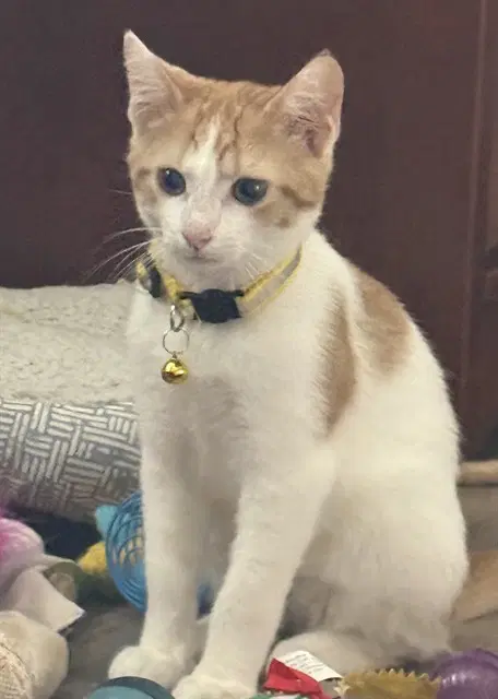 Lane - Domestic Short Hair