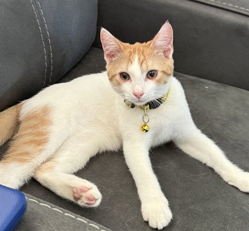 picture of the cat needing adoption