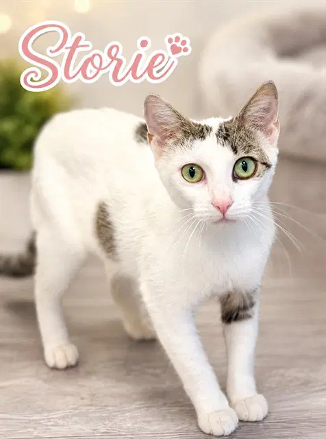 Storie - Domestic Short Hair
