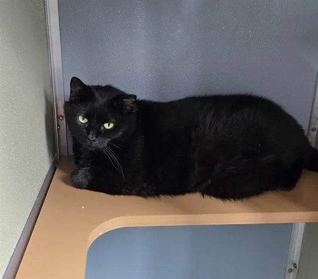 Jayla - Domestic Short Hair
