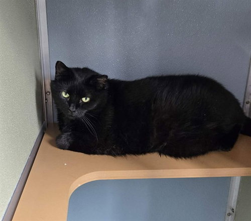 picture of the cat needing adoption