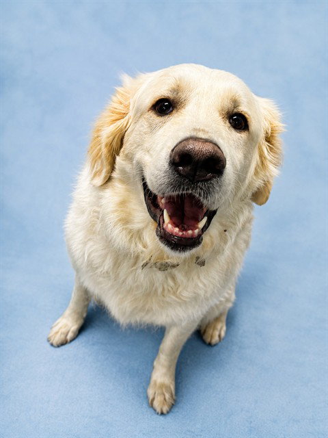EVEREST, dog